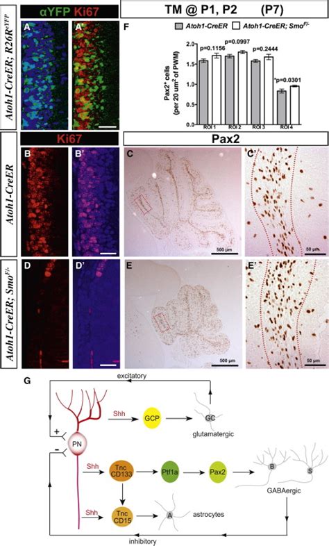 The Purkinje Neuron Acts As A Central Regulator Of Spatially And