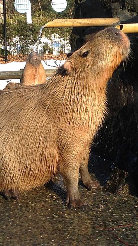 Create Meme The Capybara Rodent Capybara Wet Capybara Pictures