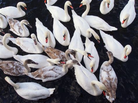 Swans Fight For Food | Copyright-free photo (by M. Vorel) | LibreShot