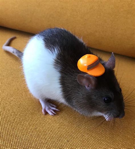 Rats On Twitter Rat Hat Rat Hat