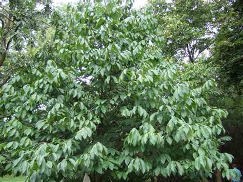 Stalking The Exotic And Wild Paw Paw Tree Veggie Gardening Tips