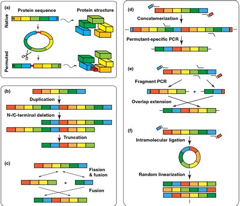 Luciferase Based Biosensors In The Era Of The Covid Pandemic Acs