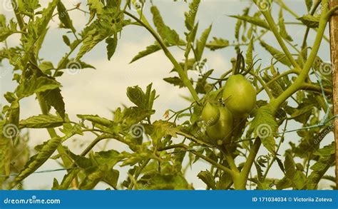 Los Tomates Verdes Crecen En Una Rama De Un Arbusto Tomates Sin Madurar