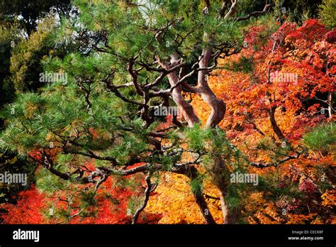 Arashiyama, Autumn Leaves. Kyoto, Japan Stock Photo - Alamy