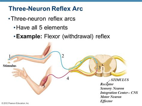 Three Neuron Reflex Arc Diagram Quizlet