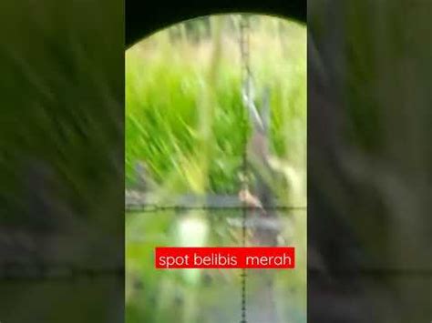 Spot Belibis Merah YouTube