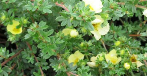 Potentilla Fruticosa Primrose Beauty Ganzerik Appeltern Adventure