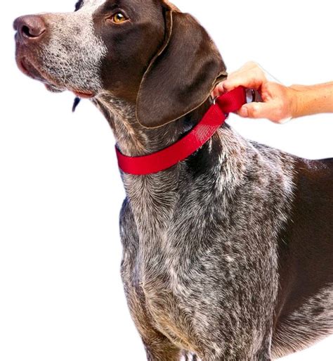 The 10 Best Dog Training Collars—and How To Use Them Safely