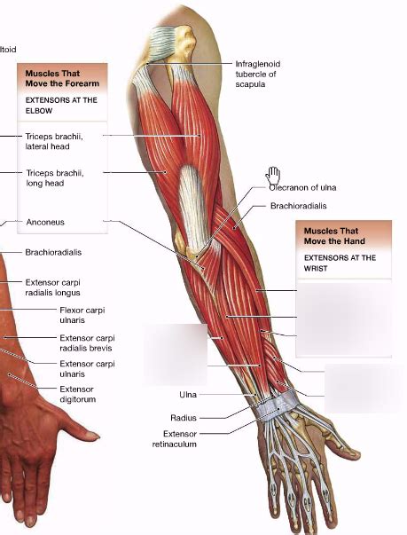 Muscles Of The Posterior Lower Arm Diagram Quizlet