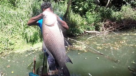 Fishing Net Video Big Catla Fish Hunting Fishing In Sri Lanka River