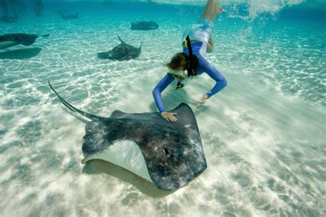 Snorkeling Tours Grand Cayman | Cayman Islands Tourbase