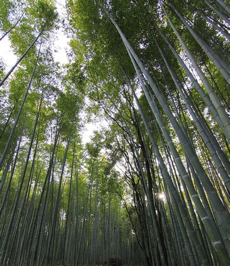 Fundo Floresta De Bambu Em Kyoto Jap O Linhas Zen De Bambu Foto E