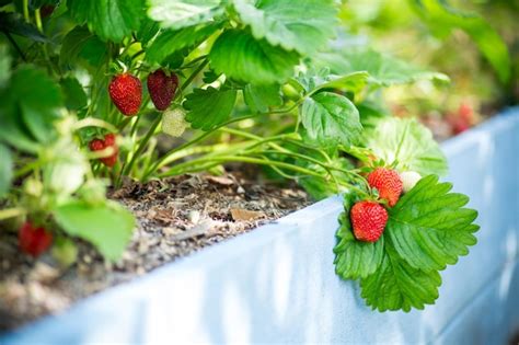 Las Fresas Rojas Maduras Crecen En Una Cama De Jard N De Madera Al Aire