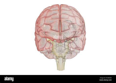 Brainstem Hi Res Stock Photography And Images Alamy