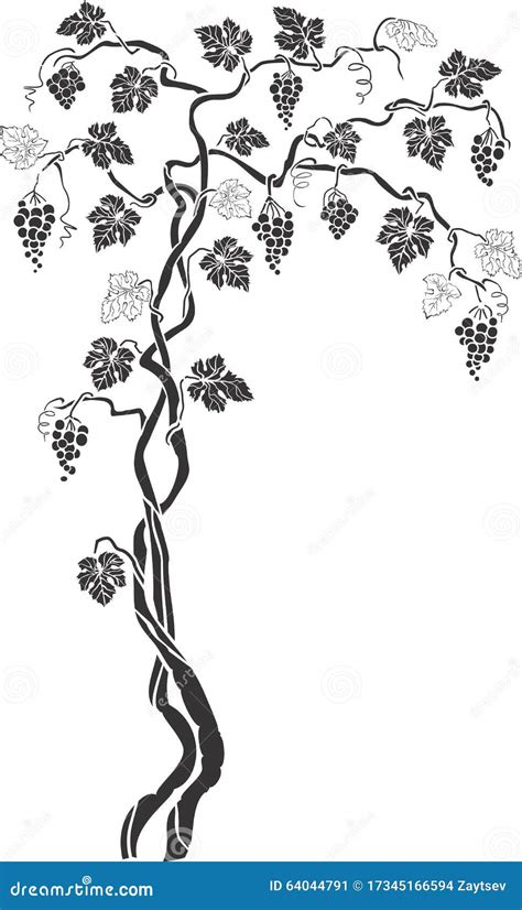 Grapevine 2 Stock Vector Image 64044791