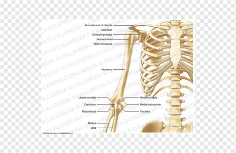 Anatomia ossos do membro superior Entenda o que é triplo duplo