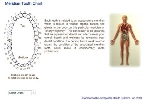 The Energetic Aspect Of The Mouthbody Connection David A Francis Dds