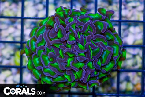 Big Branching Hammer Frag Australia Neon Stems Purple Tips Corals