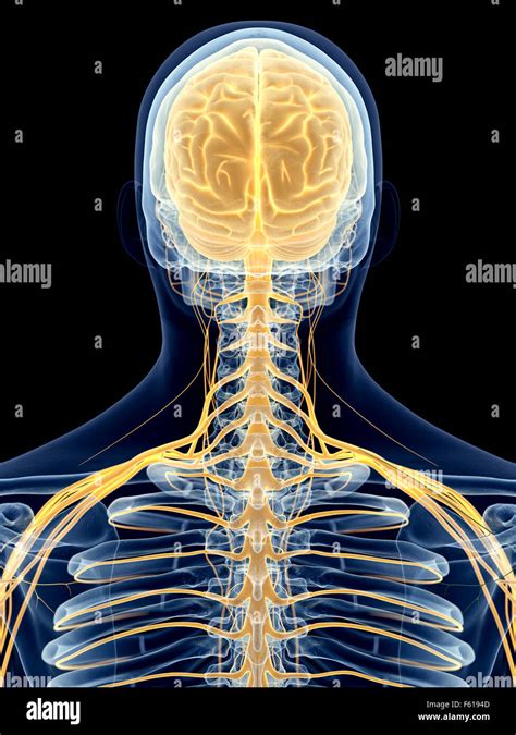 Ilustraci N M Dica Exacta De Los Nervios Cervicales Fotograf A De Stock