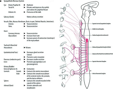 Drag The Labels To Identify The Structural Components Of A Peripheral