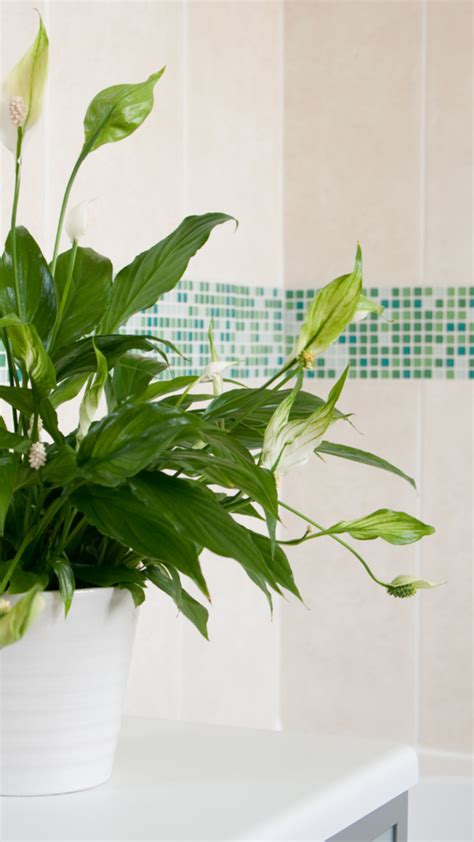 10 fruits and vegetables that promote hair growth 