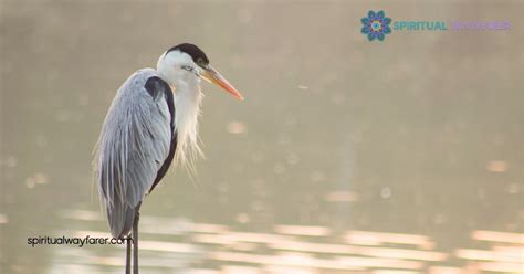 Heron Symbolism Explore Grace Wisdom And Cultural Meanings