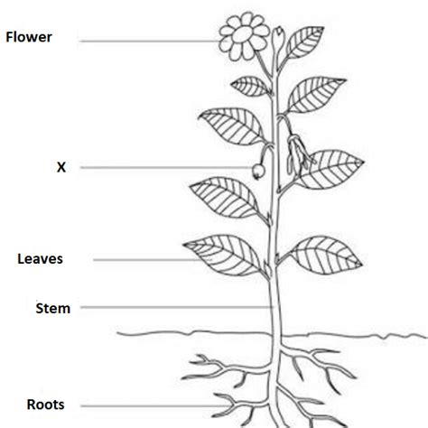 Diagram Label The Parts Of A Plant Label The Plant Parts Ans