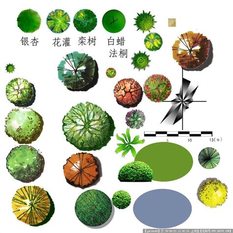 ps平面树素材高清 ps平面树木素材 树平面图ps素材 第2页 大山谷图库