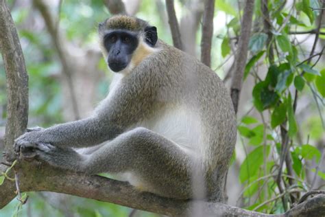 Green Monkey Hx Fauna Of The Bissagos · Inaturalist