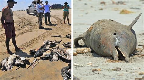 Umwelt Mysteriöses Massensterben verängstigt Peruaner WELT