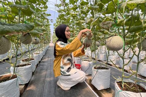 Akaruku Hydrofarm Wisata Petik Buah Melon Di Tangerang