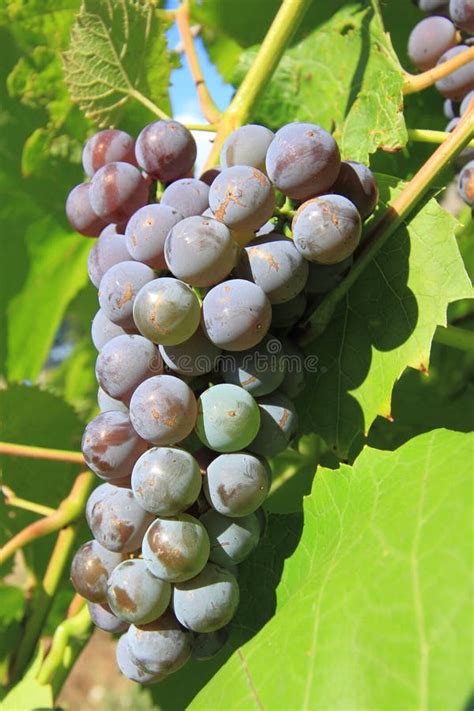 Grapes cluster stock photo. Image of dark, summer, cluster - 20949724