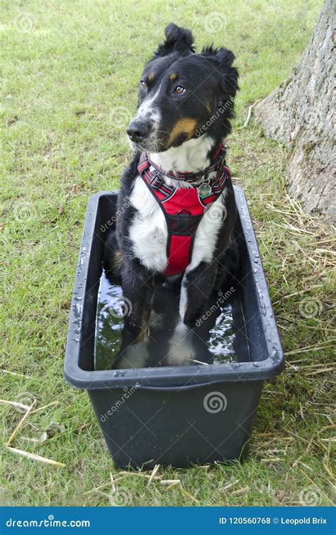 Alert dog in a trough stock photo. Image of seated, refreshment - 120560768