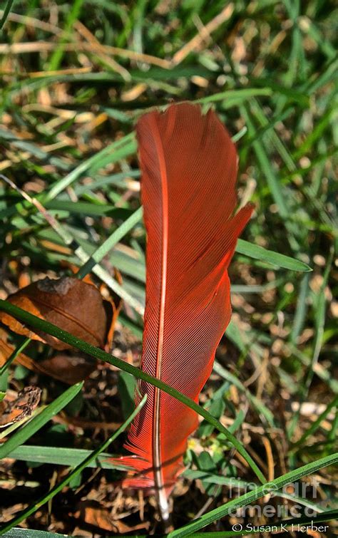 Cardinal Feather Photograph by Susan Herber