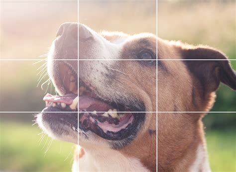 Rule Of Thirds Photo Examples