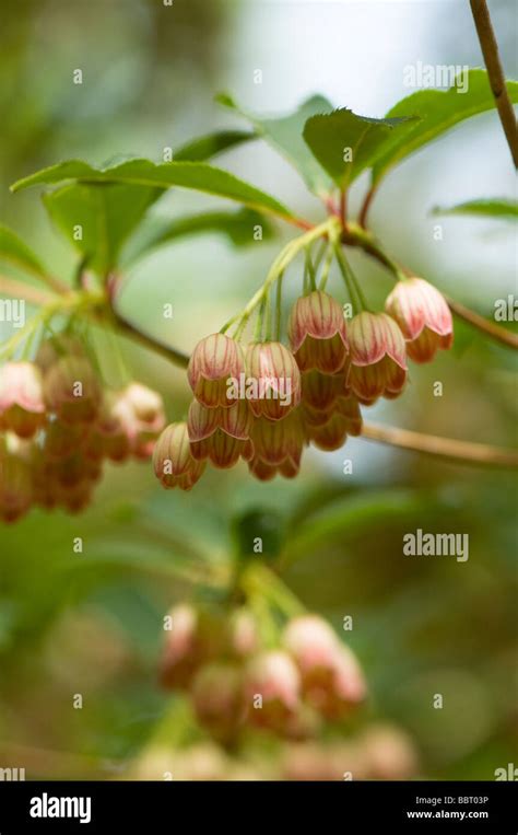 Enkianthus Campanulatus Rote Glocken Fotos Und Bildmaterial In Hoher