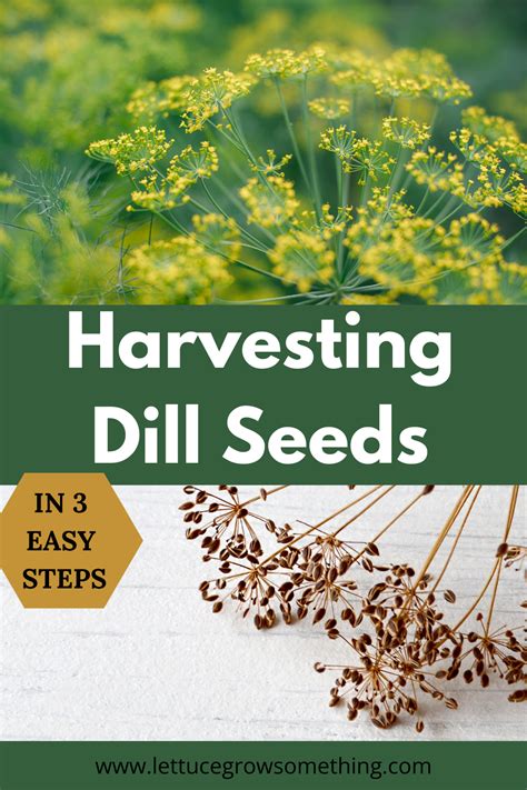 Harvesting Dill Seeds from the Garden in 3 Easy Steps - Lettuce Grow ...