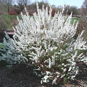 Спирея 'Фуджино Пинк' / Spiraea thunbergii 'Fujino Pink' - Ландшафтная ...