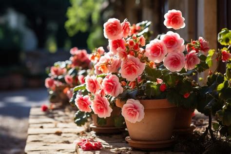 Pet Nias Guia Completo Para Plantar E Cuidar Desta Bel Ssima Flor