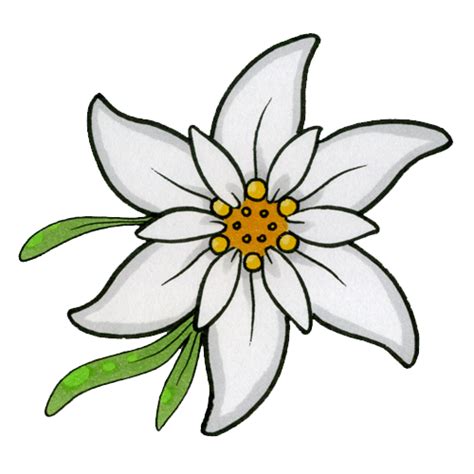 Edelweiss Png Image Hq Png Arts