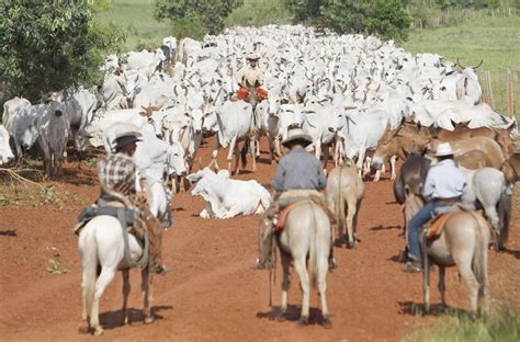 Carne De Cavalo Neg Cio De Exporta O No Paran