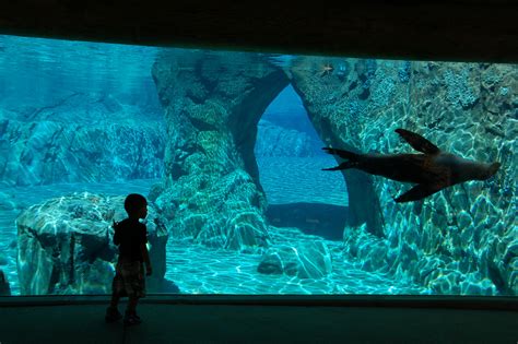 Fresno Chaffee Zoo Sea Lion Cove — Mla Engineering Consulting