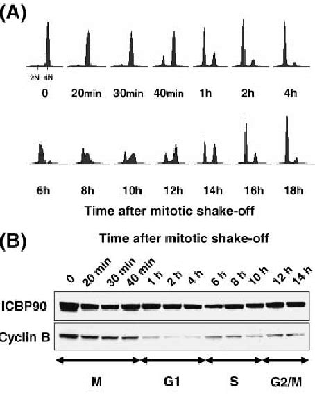 Icbp90 Expression Is Deregulated In Hct116 Cells During The Cell Cycle