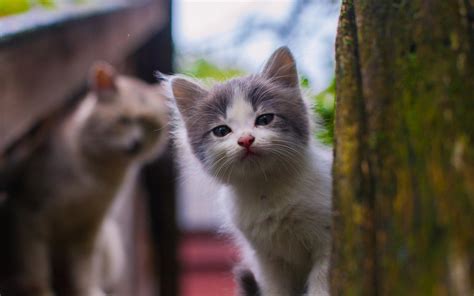 壁纸 晶须 小猫 动物群 1680x1050像素 脊椎动物 猫像哺乳动物 中小型猫 1680x1050