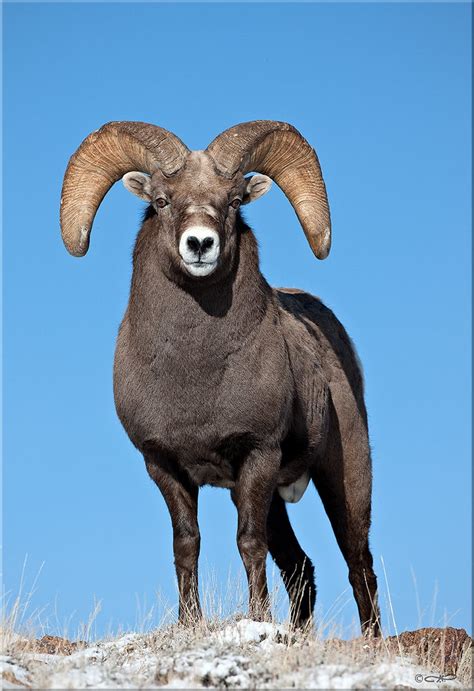 Rocky Mountain Bighorn Sheep NDOW