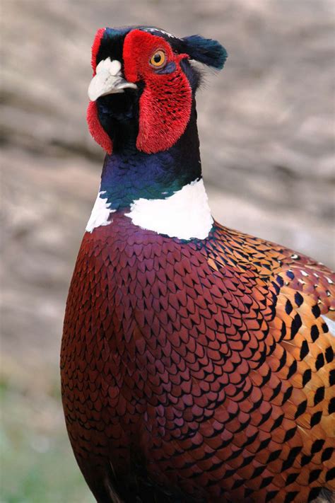 Ring-necked Pheasant - eBirdr