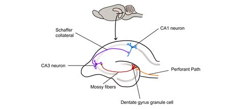 Molecular Mechanisms Of Memory Hippocampus Introduction To Neuroscience