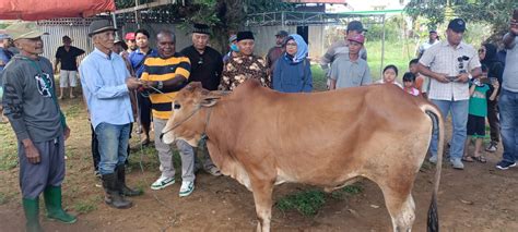 Jelang Idul Adha 1445 Hijriah Romanus Mbaraka Serahkan Belasan Sapi