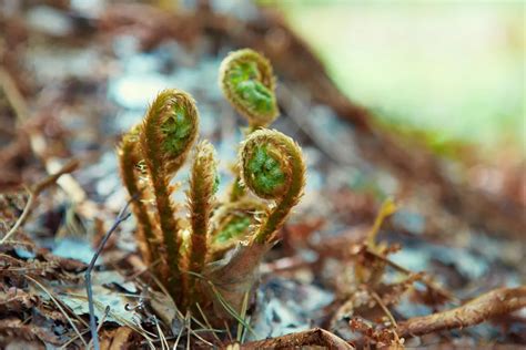 Edible Ferns Identifying Growing And Harvesting Fiddleheads