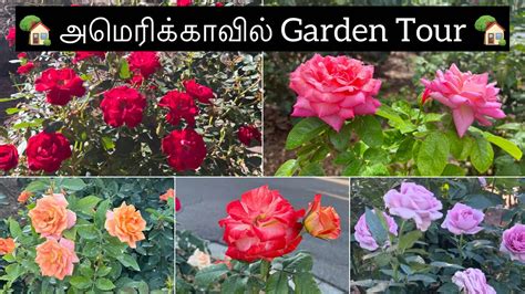 ரோஜா பூந்தோட்டம் Rose Garden Tourrose Plant Growing Tips Garden Tour